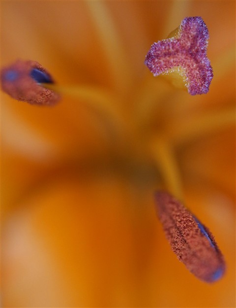 frower