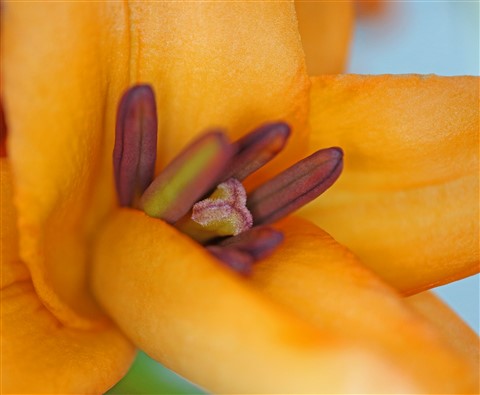 lilly macro close up