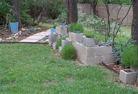 deer and draought resistant santalina 78746 gardening