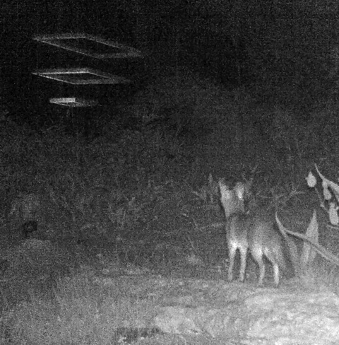 coyote watches humans 78746 austin 