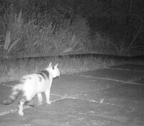 risky lifestyle feline 78746 coyote food