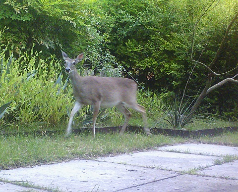 deer portraiture say cheese 78746 westlake
