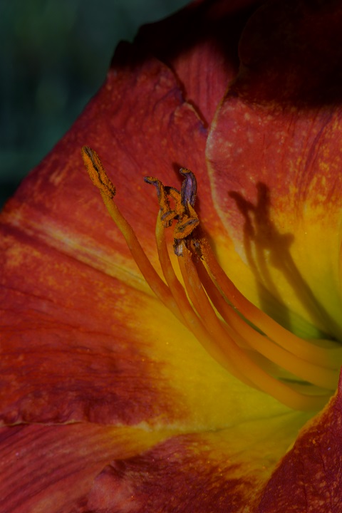 day lilly