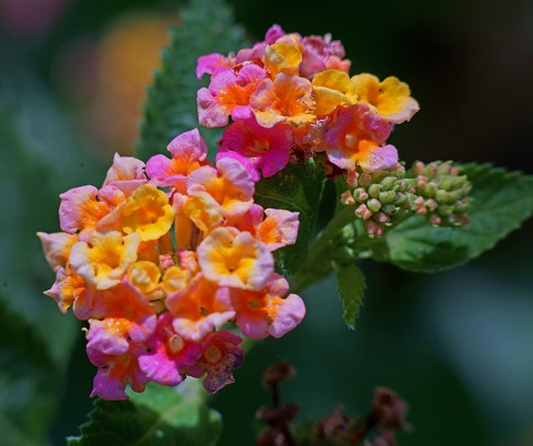lantana 