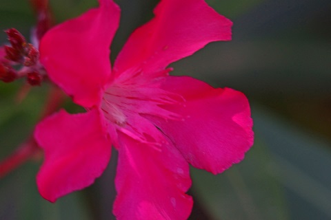 oleander