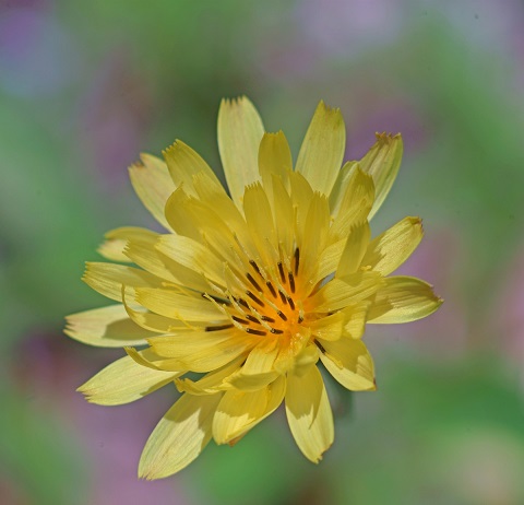 central texas wildflower