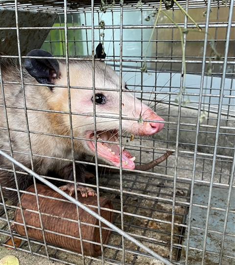 Big Poppa the Opossum