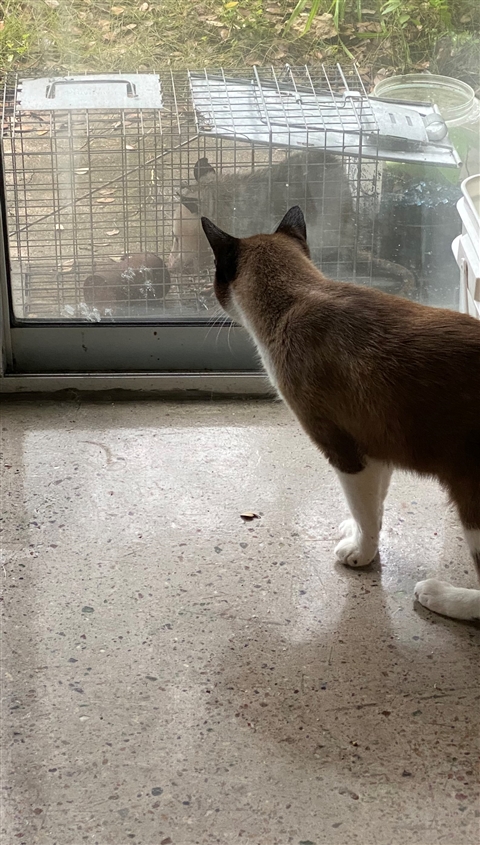 Kreamer noticed the trapped opossum