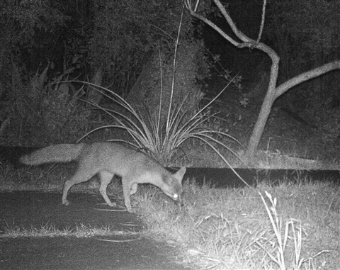 w est lake hills tx back yard fox 