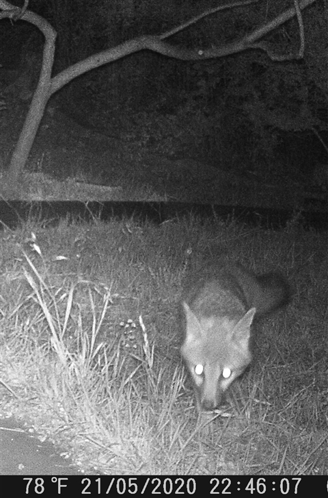 mr fox of westlake austin texas