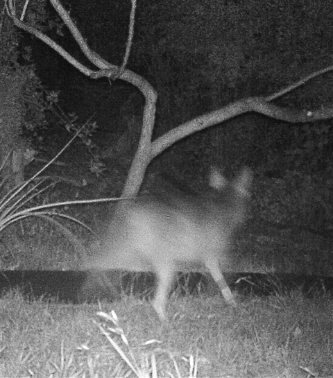 coyote or fox west lake hills tx