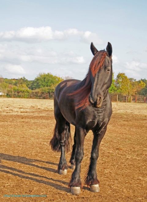 atlas the big black horse atlas the big black horse