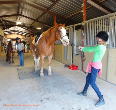 reluctant horse at bel canto farms wimberley reluctant horse at bel canto farms wimberley