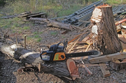 cedar tree chopped in wimberley cedar tree chopped in wimberley