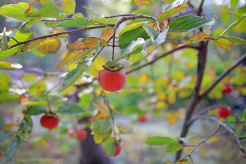 persimmon fruit austin westlake tx persimmon fruit austin westlake tx