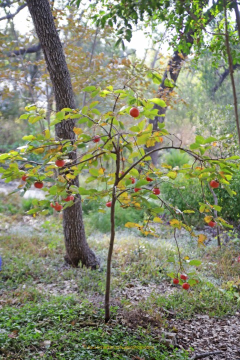 persimmon tree texas west lake hills austin persimmon tree texas west lake hills austin