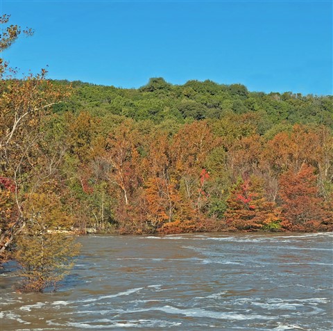 fall foliage austin texas red bud island