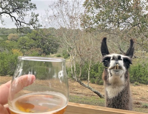 shady llama beer garden wimberley r12
