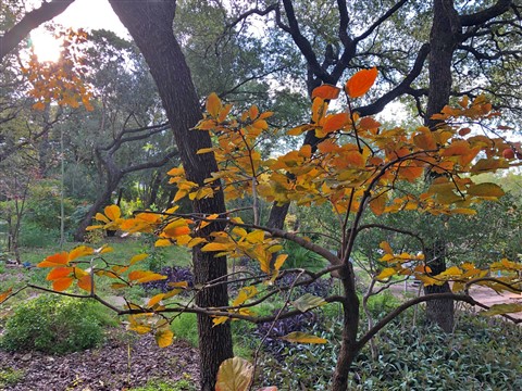 persimon tree fall 2018 west lake hills 78746 austin tx