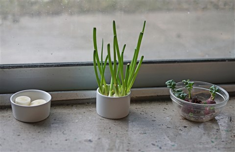 lazarus garden