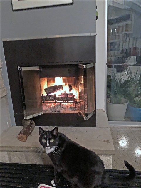 kay-so the cat by the fireplace austin modhouse