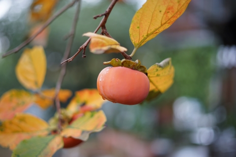persimmon tree fruit 78746 west lake hills tx