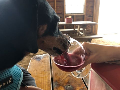 daschund wiener dog loves to drink beer jester king