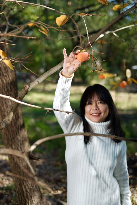 persimmon princess