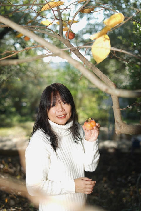 six persimmon 2019 