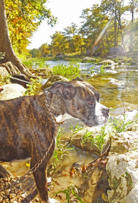 eichler the boxer looks at the blanco river eichler the boxer looks at the blanco river