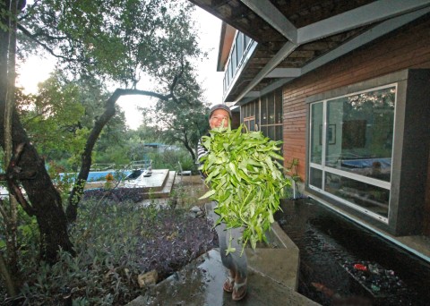 empty heart water spinach harvest empty heart water spinach harvest