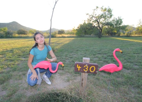 flamingos at garner state park site #430 flamingos at garner state park site #430