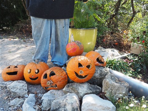 decomposing jackolanterns