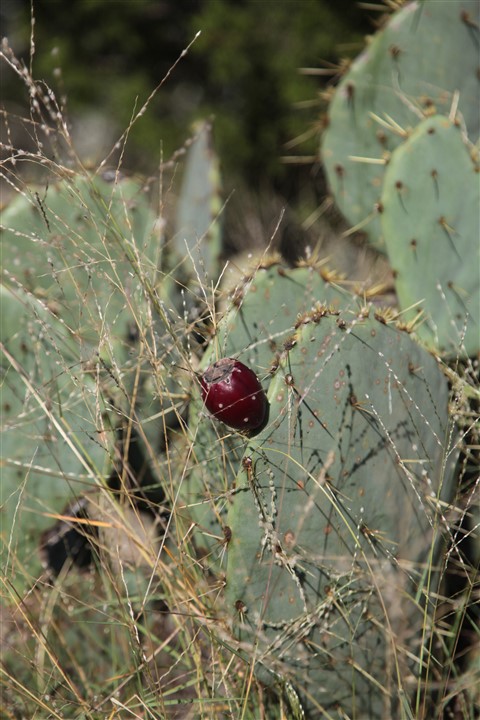 prickly pear texas 