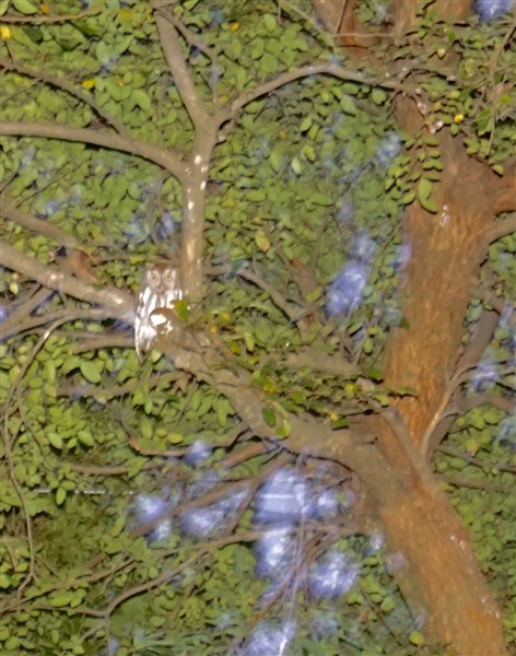 west lake hills texas owl