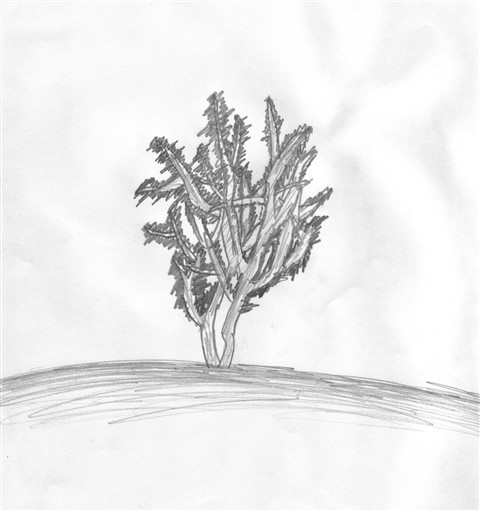 texas mesquite drawing one