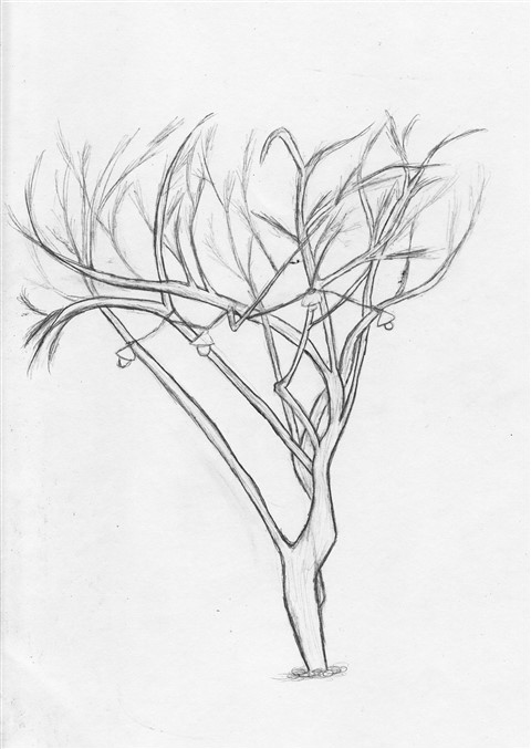 texas mesquite drawing two 