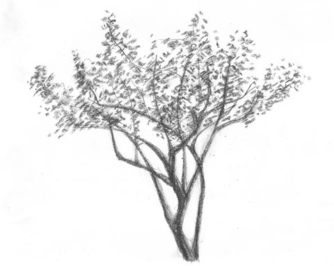 texas mesquite drawing three