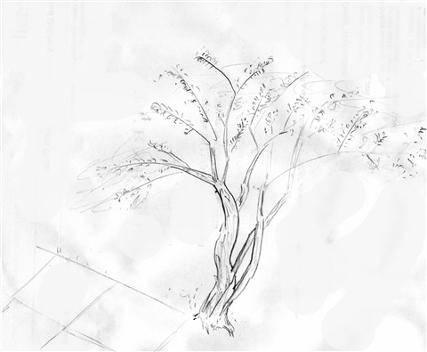 texas mesquite drawing four