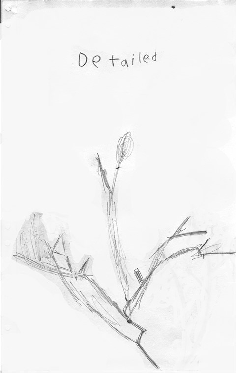 texas mesquite drawing five