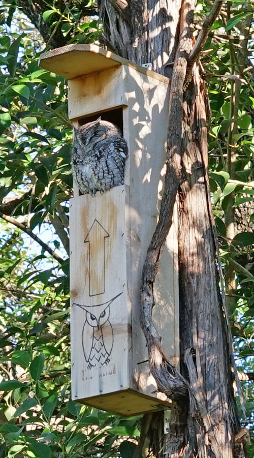 owl reach box austin west lake hills tx