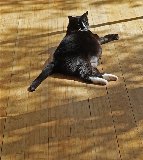 kay-so big fat kitty titties