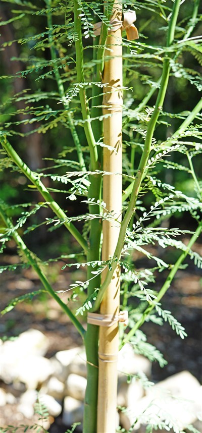 palo verde green trunk tree desert museum