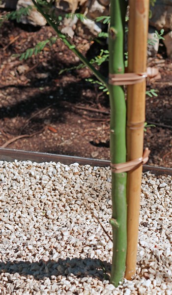 palo verde tree austin texas