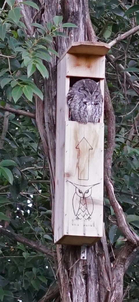owl reach box austin westlake hooter