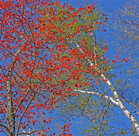 NEK fall foliage 2018 vermont