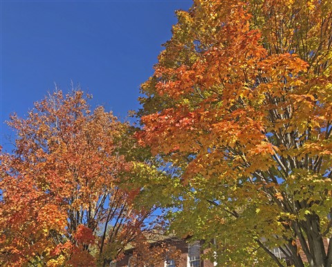 burlington vermont fall foliage 2018 vt