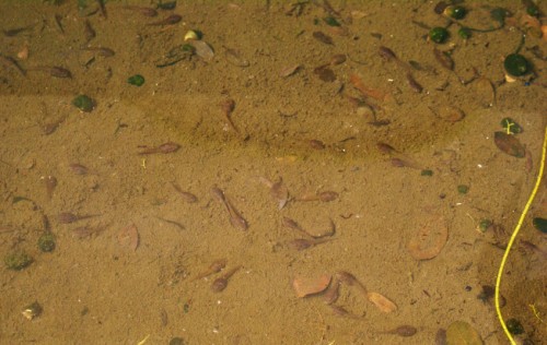 tadpole and snail city