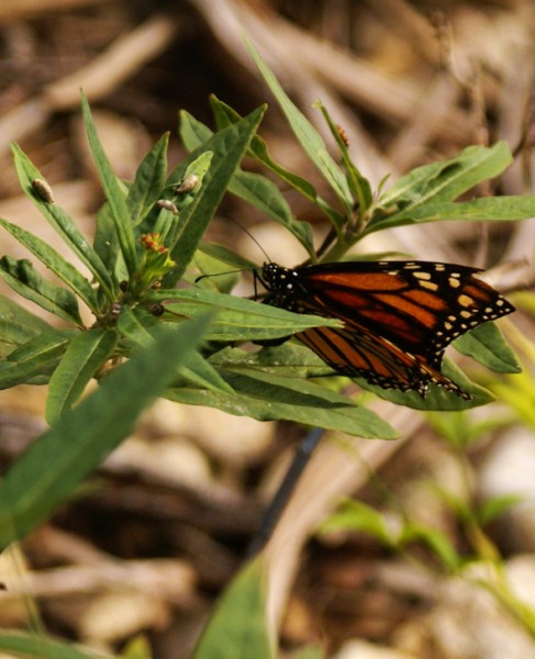 monarch butterfly at austinmodhouse