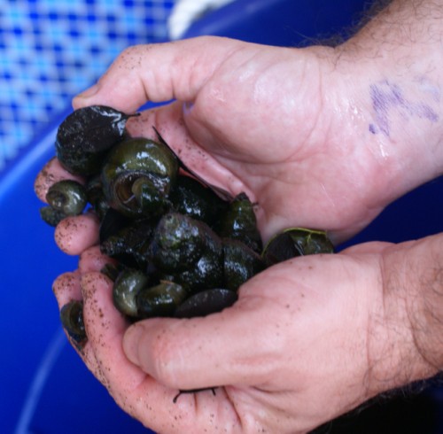 handfull of snails